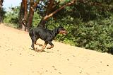 DOBERMANN 182